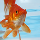 Image for article titled San Francisco Moves To Ban Pet Sales
